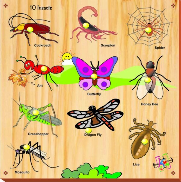 Kinder Creative 10 Insects With Knobs-0